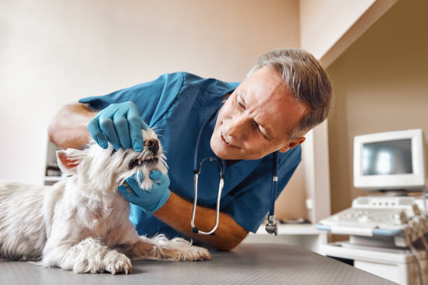 Best Emergency Dental Care for Broken or Chipped Teeth in Verona, MS